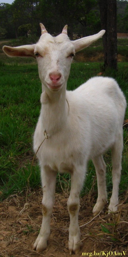 lewinow_goat.jpg